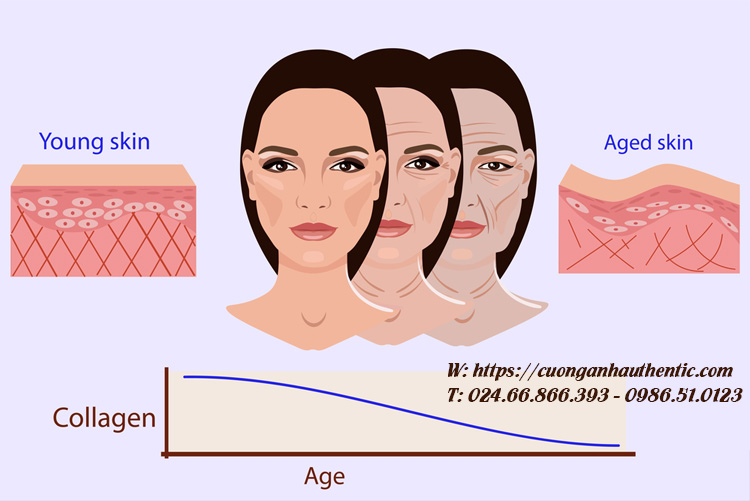Collagen giảm dần theo độ tuổi
