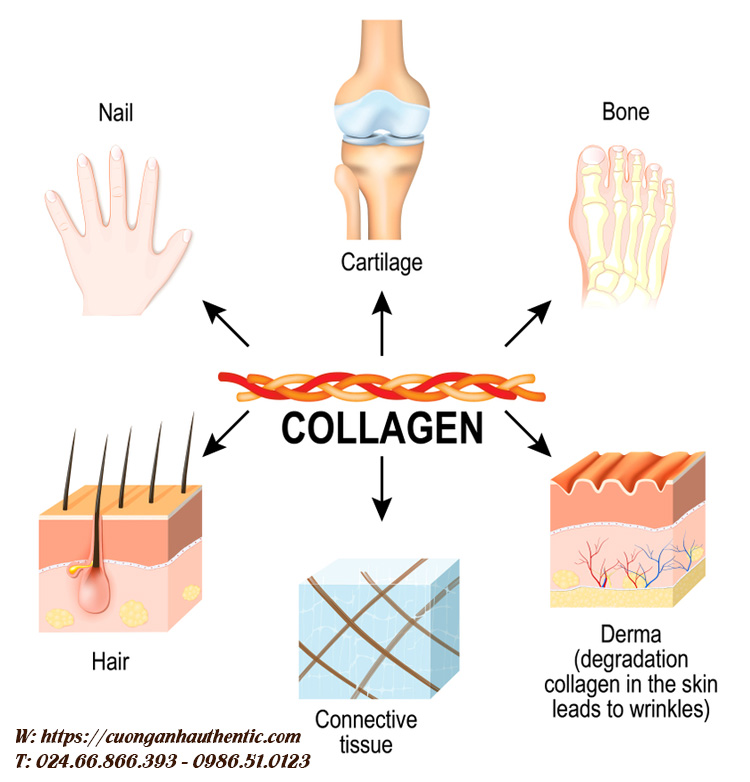 Collagen trong các bộ phận cơ thể người