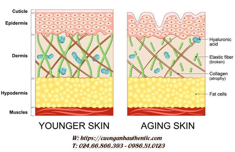 Cấu trúc collagen trên da